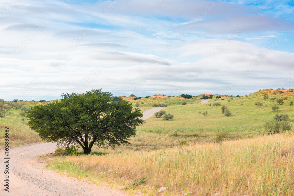 Straße durch den  Kgalagadi-Transfrontier-Nationalpark, Südafrika
