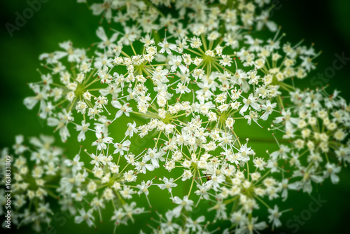 Closeup of Cow parsley or H...