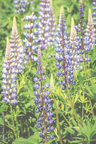 Lupin flower in blue or lil...