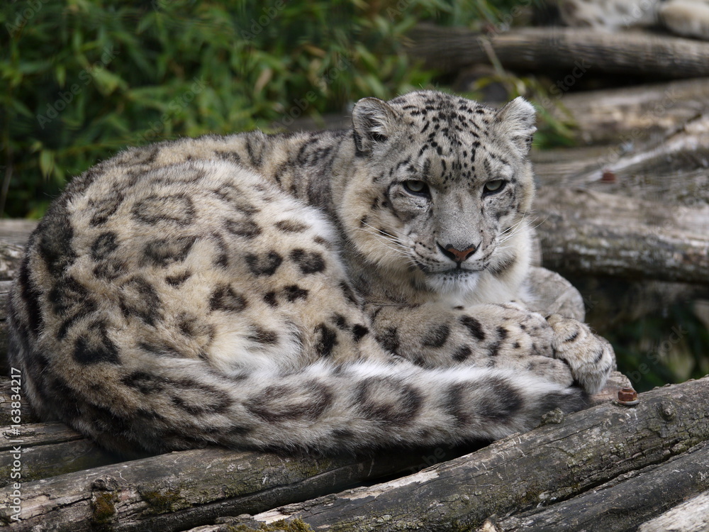 panthère des neiges au zoo de beauval panthère des neiges au zoo de beauval