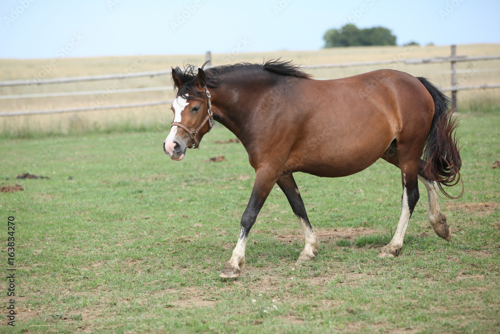 Beautiful pony moving on pasturage