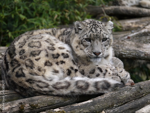 panthère des neiges au zoo de beauval