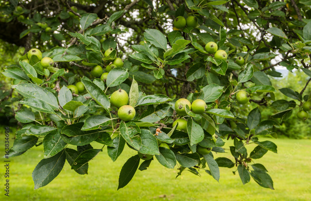 green apples  ripening  on branch of  apple tree
