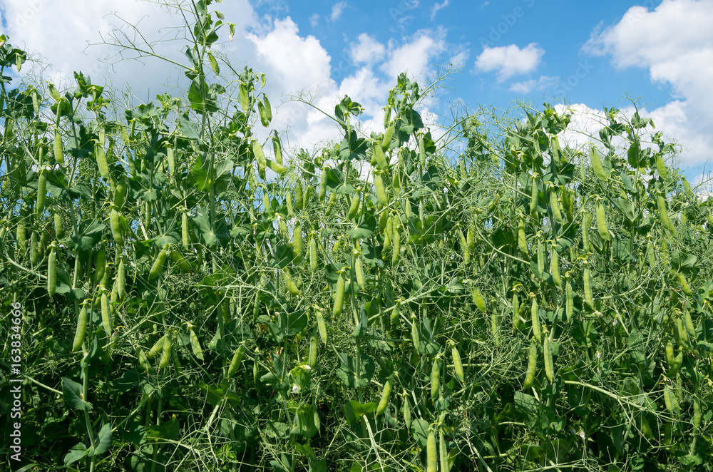 Fresh young green pea plants in the ground on the field. Fresh young green pea plants in the ground on the field.