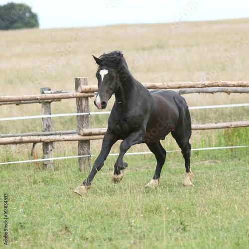 Amazing black stallion running on pasturage