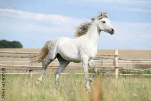 Amazing pony moving on pasturage