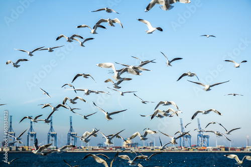 Birds