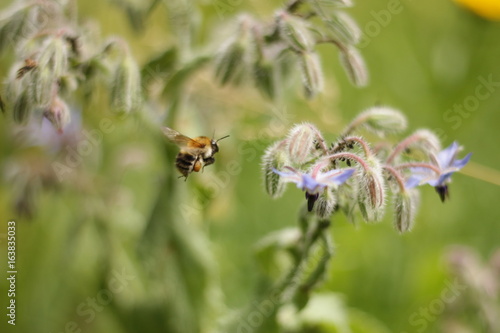 Bee In Mid-Air