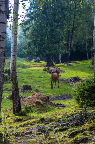 The deer animal in the park in carpathian mountains