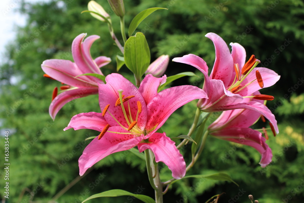 Close-up view of pink lilies in the garden on sunny day