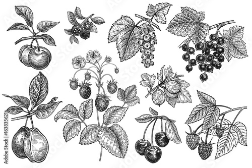 Vintage fruits and berries set.