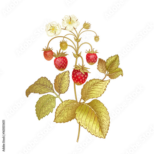Realistic hand drawing strawberries.