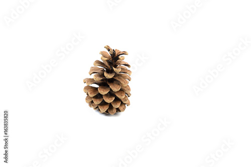 a single pinecone