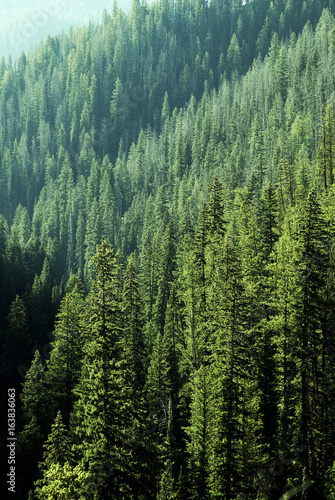 Pine Forest Trees in Wilderness and Mountains