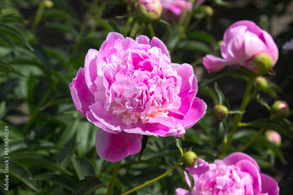 Peony flower Peony flower