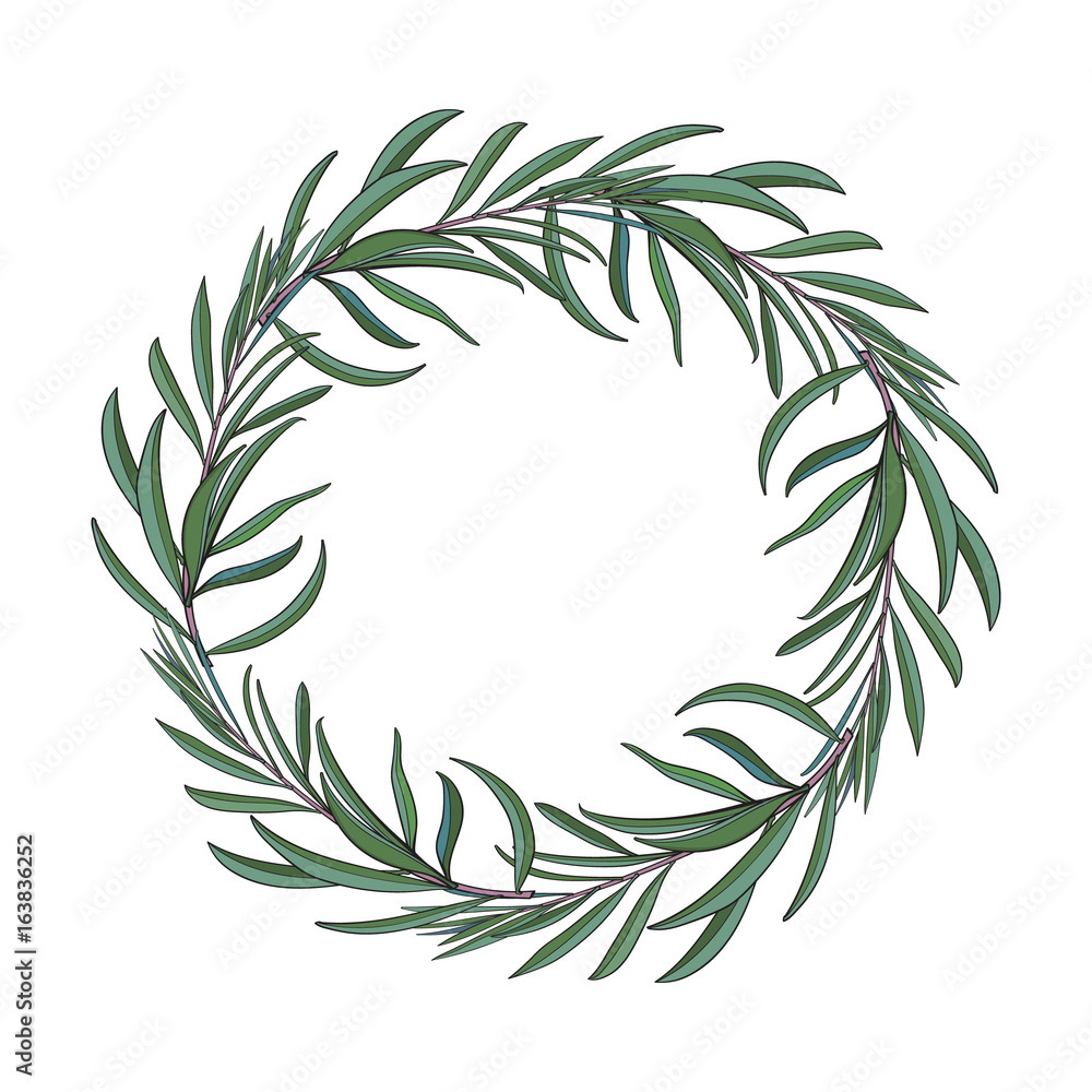 Wreath of hand drawn melaleuca twigs, branches, decoration element with place for text, sketch vector illustration isolated on white background. Hand drawn wreath of beautiful green melaleuca twigs