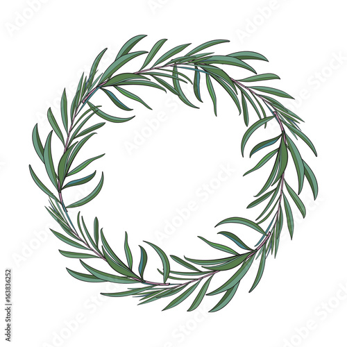 Wreath of hand drawn melaleuca twigs, branches, decoration element with place for text, sketch vector illustration isolated on white background. Hand drawn wreath of beautiful green melaleuca twigs
