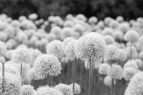 Glade of white flowers of spherical shape in sunny day - black and white