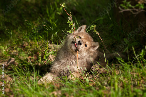 Grey Wolf (Canis lupus) Pup Chews on Plant