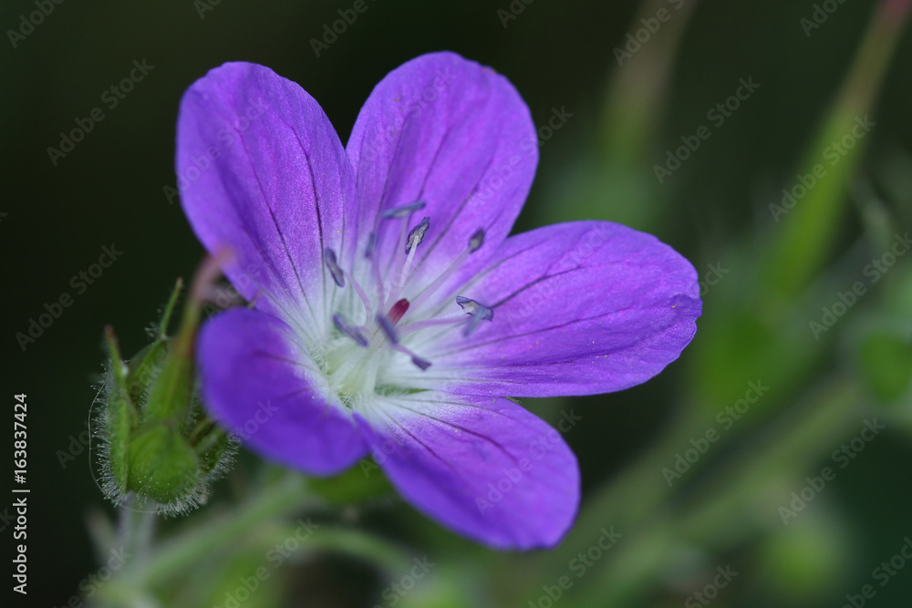 fleur violette fleur violette