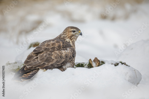 Common buzzard in snow