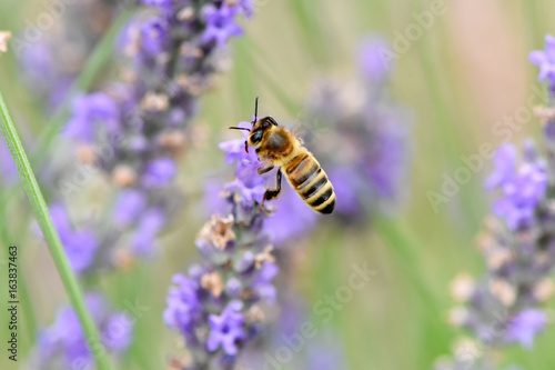 abeille © AUFORT Jérome