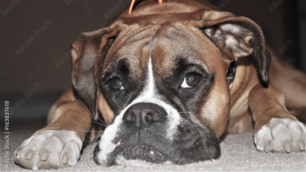 Boxer Breed Dog Close Up