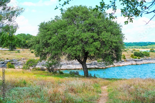 A beautiful shade tree right at the edge of the water to enjoy the day and cool off from the heat of the sun.