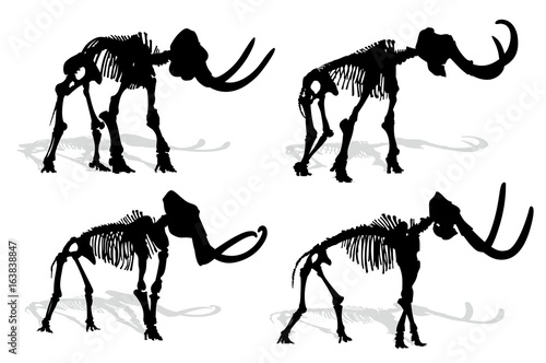 Skeleton of mammoth. 