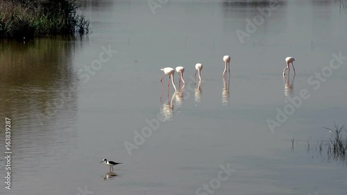Beautiful landscape of a lagoon with flamingo birds