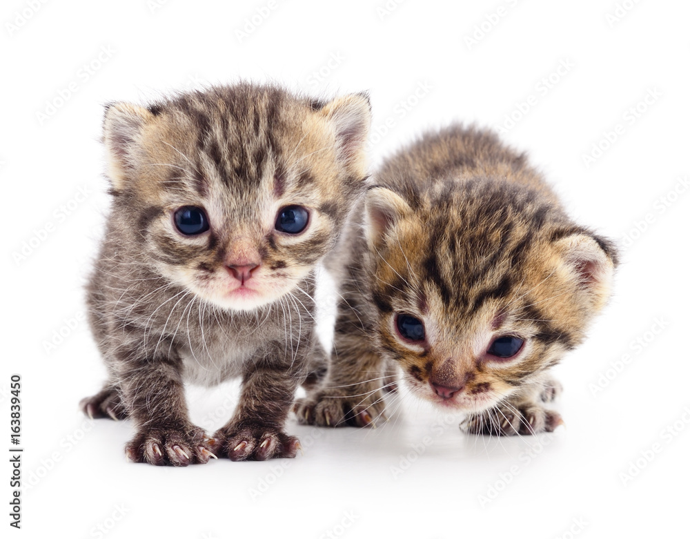 Obraz premium Two small kittens