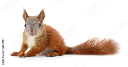 Fototapeta Naklejka Na Ścianę i Meble -  Eurasian red squirrel.