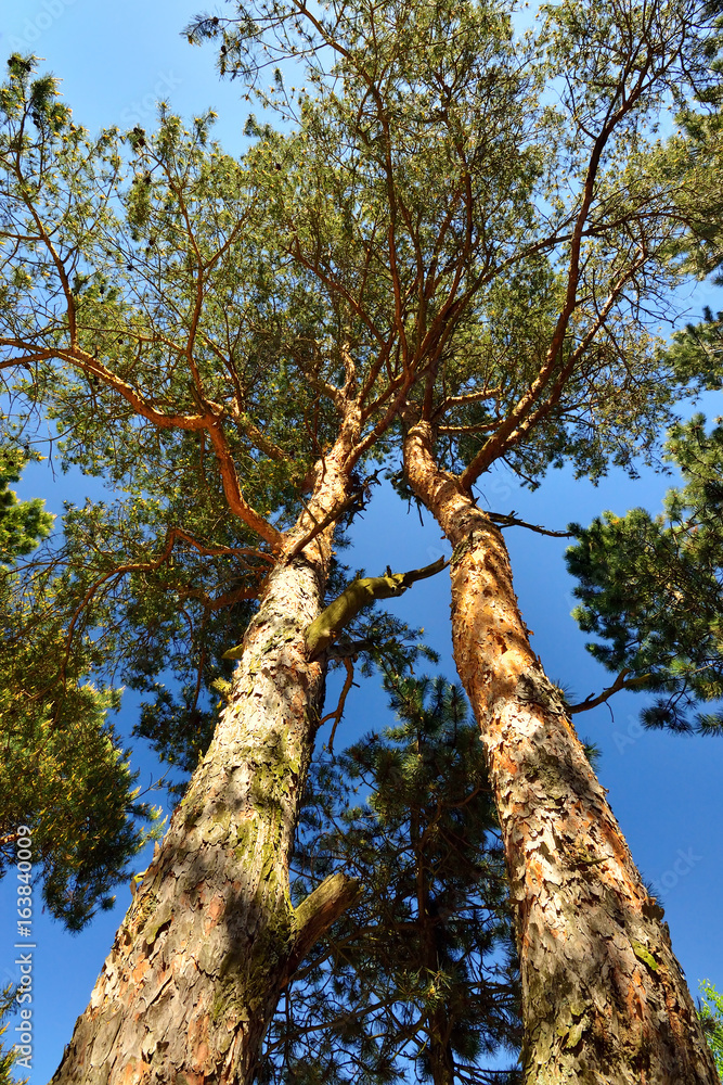 Naklejka premium Two pine trees against the blue sky