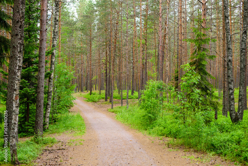 Fototapeta Naklejka Na Ścianę i Meble -  Dirt road in a picturesque pine forest, the village of Komarovo, Leningradskaya oblast, Russia
