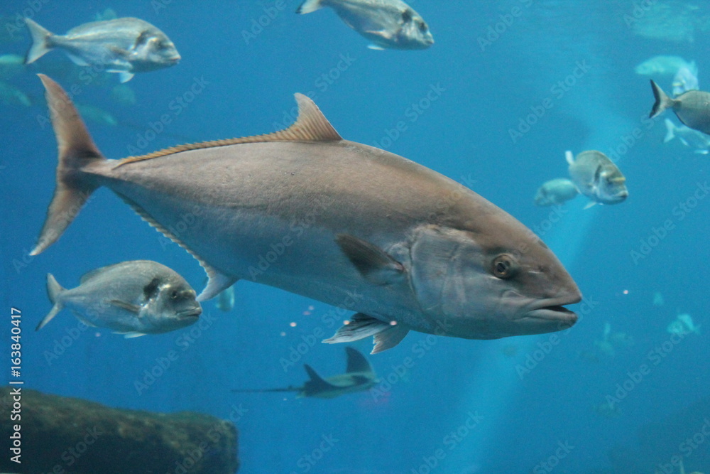 tuna fish - bluefin tuna swimming underwater copy space background,  Atlantic bluefin tuna northern bluefin tuna, giant bluefin tuna tunny swimming. stock photo, stock photograph, image, picture, 