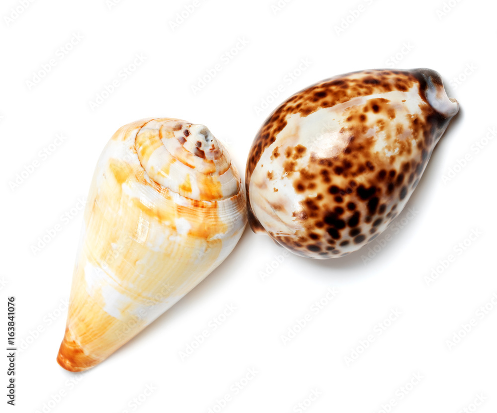 Two exotic seashells
