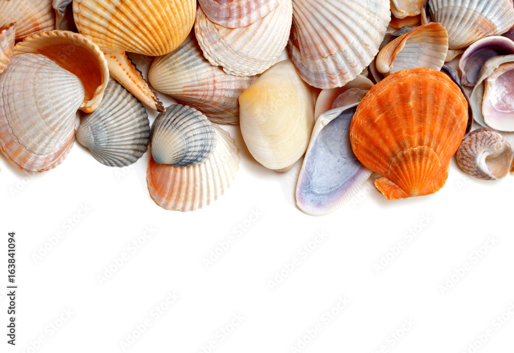 Natural background of variety seashells