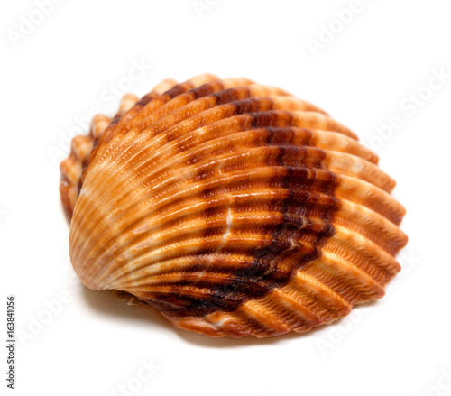 Seashell on white