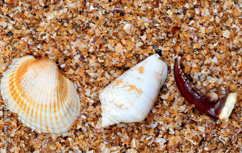 Seashells and claw from crab on sand photo