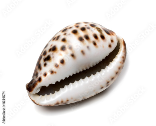 Shell of Cypraea tigris photo