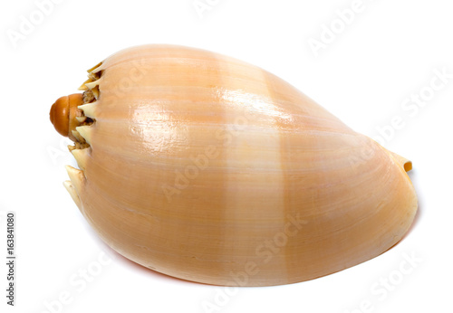 Shell of Cymbiola photo