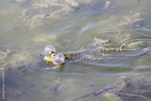 Grenouille