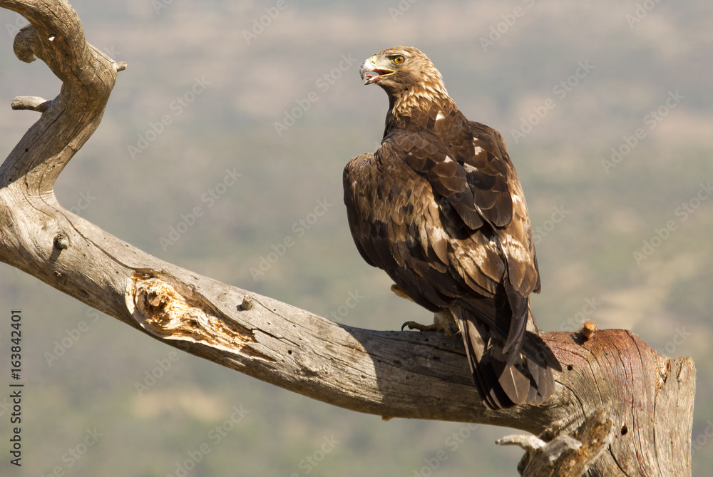 Golden Eagle. Aquila chrysaetos Golden Eagle. Aquila chrysaetos