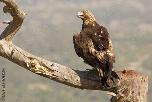 Golden Eagle. Aquila chrysaetos