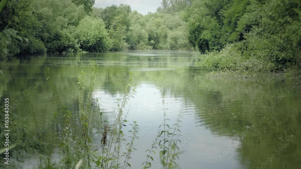Idyllic view of swampy pond. Calm sunny day, wind covers, thick vegetation and trees. Idyllic view of swampy pond. Calm sunny day, wind covers, thick vegetation and trees.