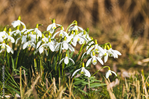 Snowdrops Close-Up In Spring © Andreas