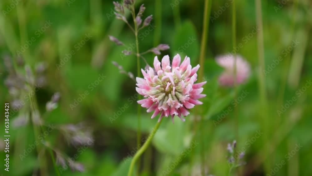 Closeup of pink clover plants grow in meadow. Trifolium hybridum Closeup of pink clover plants grow in meadow. Trifolium hybridum
