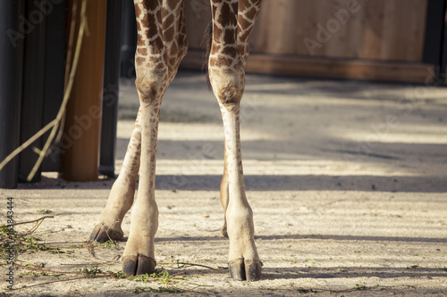 The giraffe feets