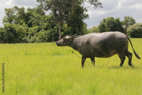 Buffalo is a four-foot animal that feeds on long, spiky, and spiked cats. Grass is a food to live in a rural outdoor field.