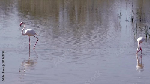 Beautiful landscape of a lagoon with flamingo birds